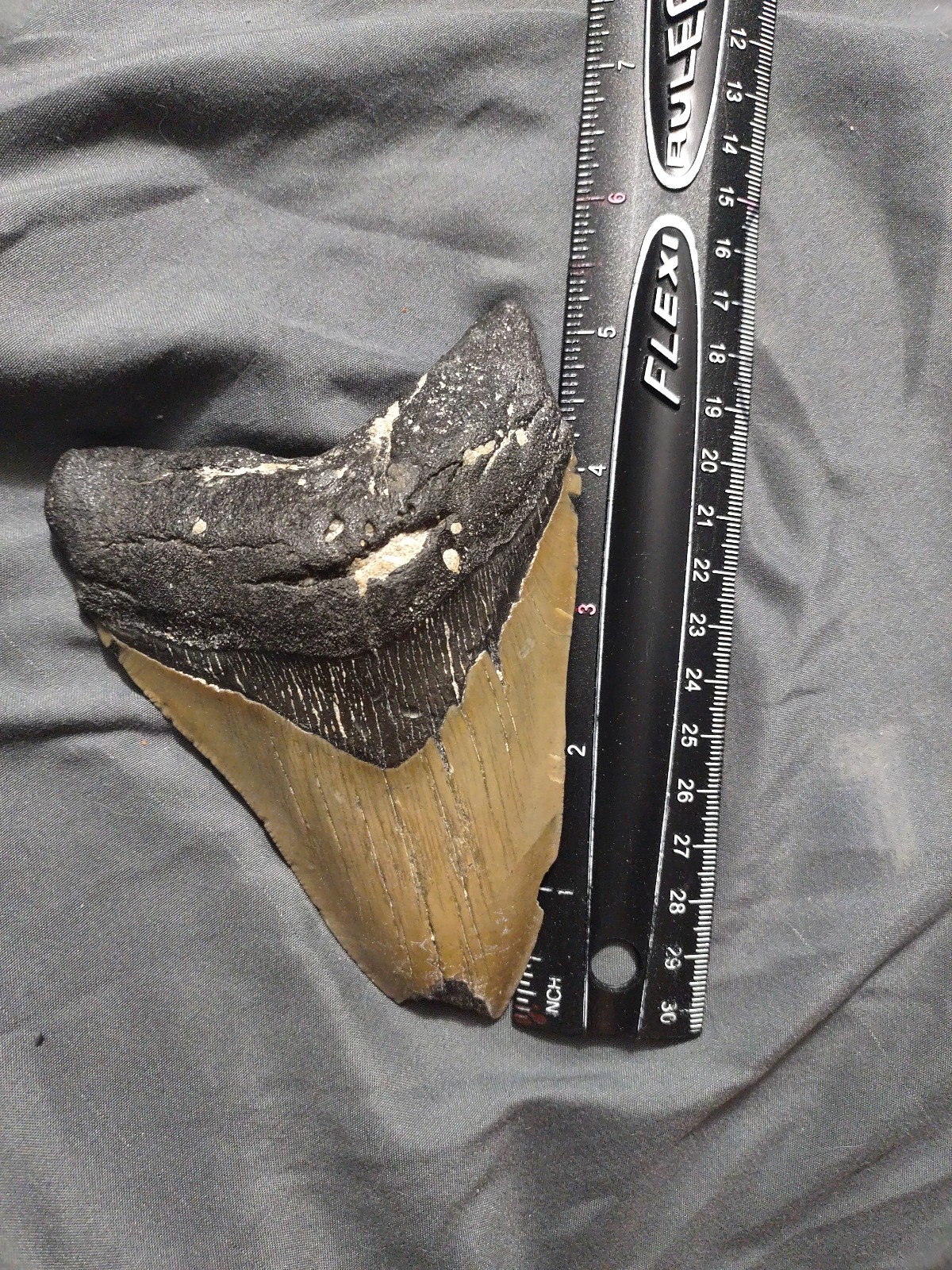 Megalodon tooth