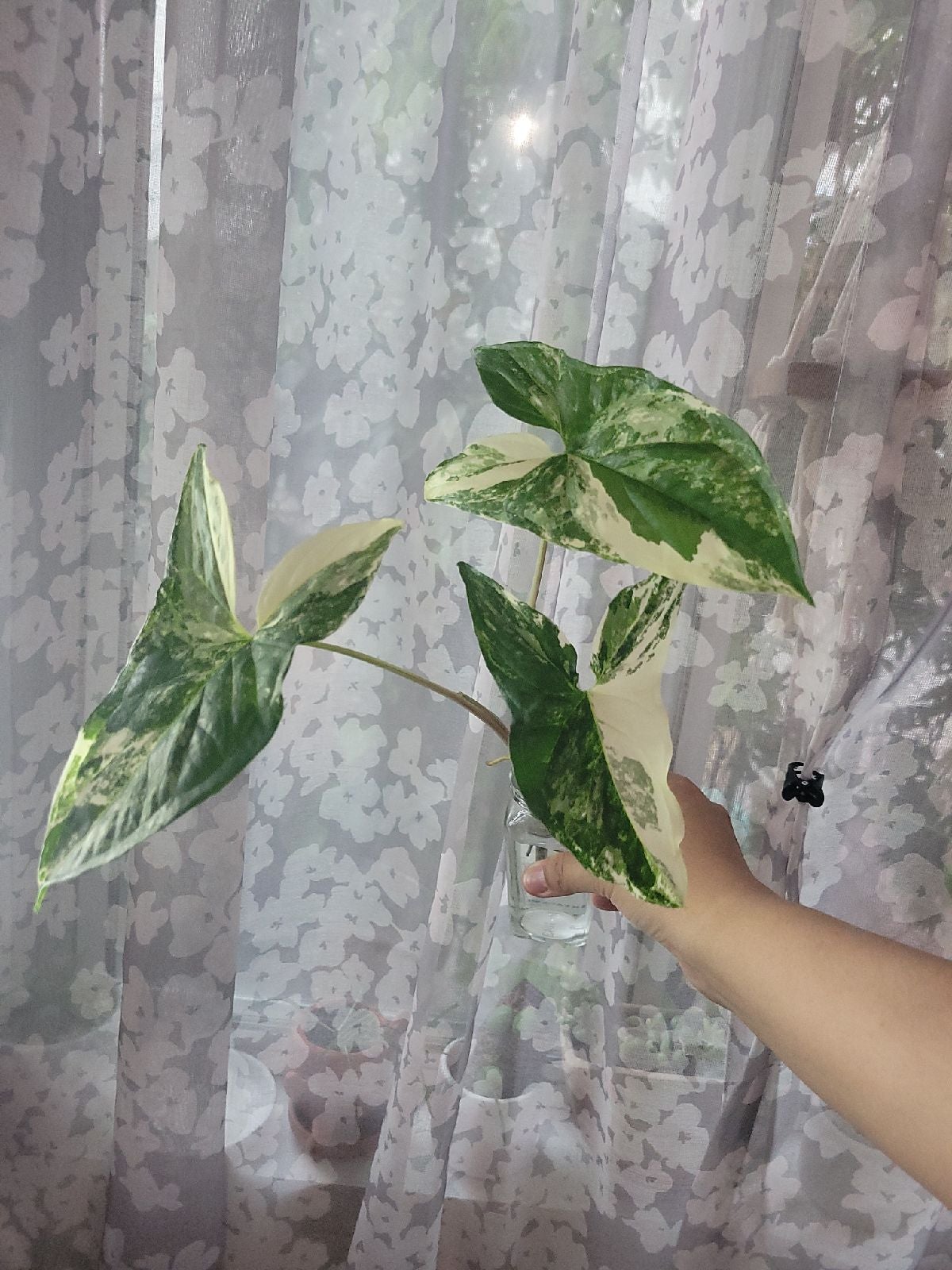 syngonium albo
