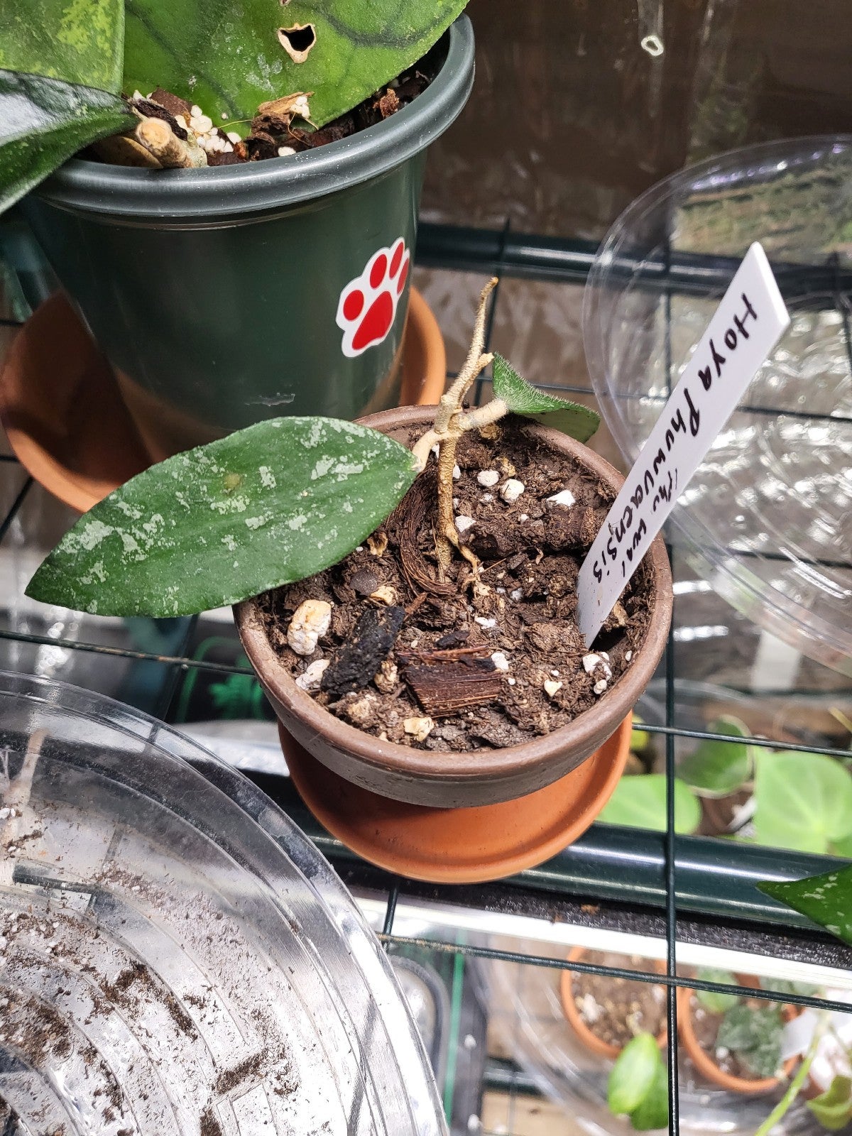 Hoya phuwuaensis