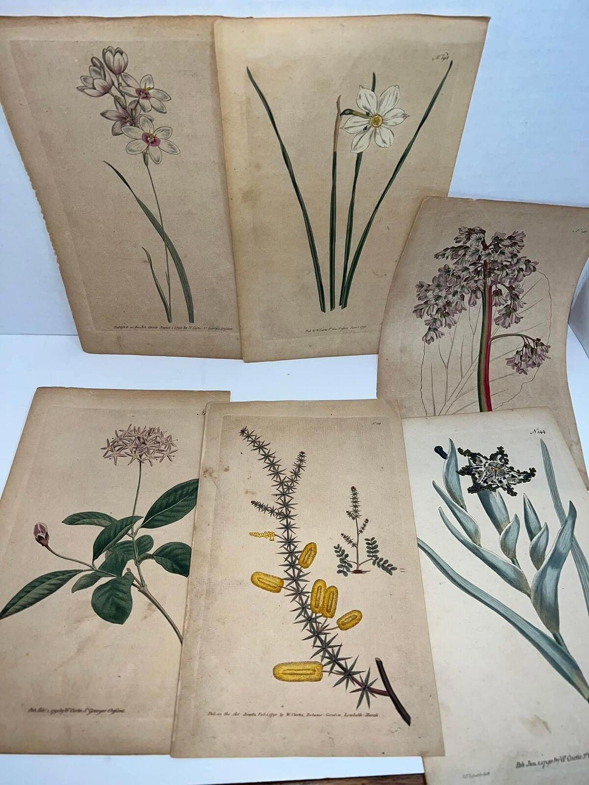 Antique floral prints engravings hand colored pre Victorian 1790-1792