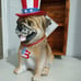 Martha Stewart Patriotic Frenchie Frenchy Dog 4th July Decor Stars Stripes NWT