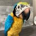 Hasbro FurReal Friends Squawkers McCaw Interactive Parrot Toy HTF 2006