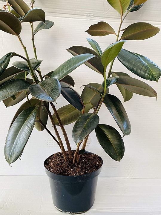 The rubber tree plant