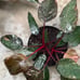 Philodendron pink princess marble galaxy