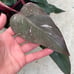 Philodendron pink princess marble galaxy