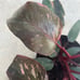 Philodendron pink princess marble galaxy