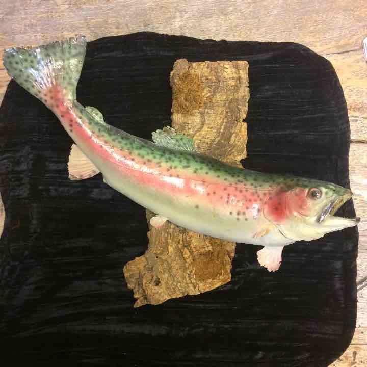Rainbow trout
