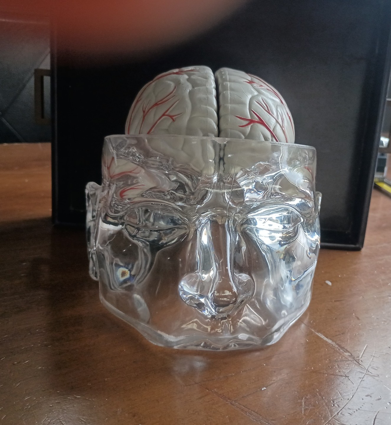 UCB CONTEMPORARY PHARMACEUTICAL HEAD SKULL BRAIN MODEL EARLY 2000