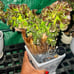 Rare crested Aeonium Korea succulent shipping bare rooted pot is not included