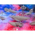 11pc The Sylwarin Military Space War