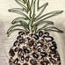 Tommy Bahama Sequin Pineapple Lux Cotton 3/4 Sleeve Shirt