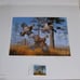 Bobwhite Quail by David Maass - International Quail Foundation 1982 Stamp Print
