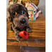 Vintage Japan Cheerful Dachshund Battery Operated Toy Rare 1960