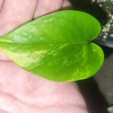 Extremely Rare Mutant Sport Pothos Node Lot