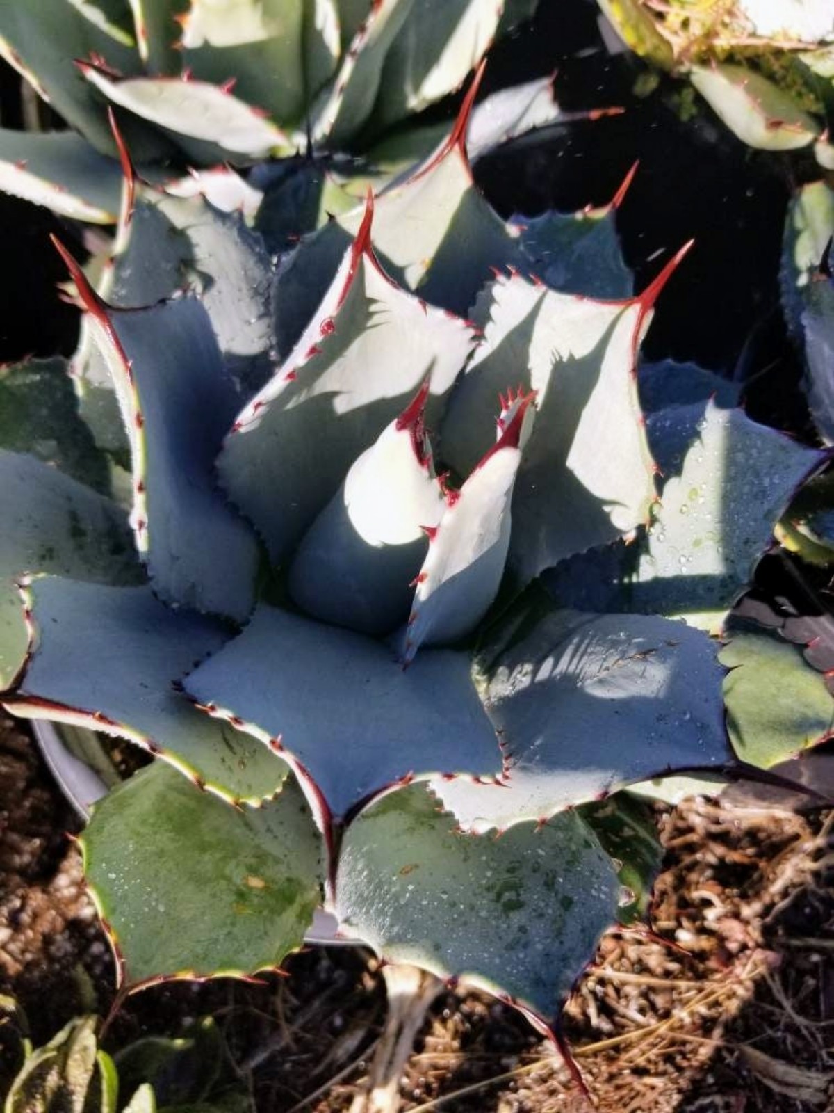 Agave Parryi Artichoke (3 gal. Pot)