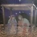 Grand Venture Christmas Stable for Nativity Blow Molds Rare Very Good Condition.