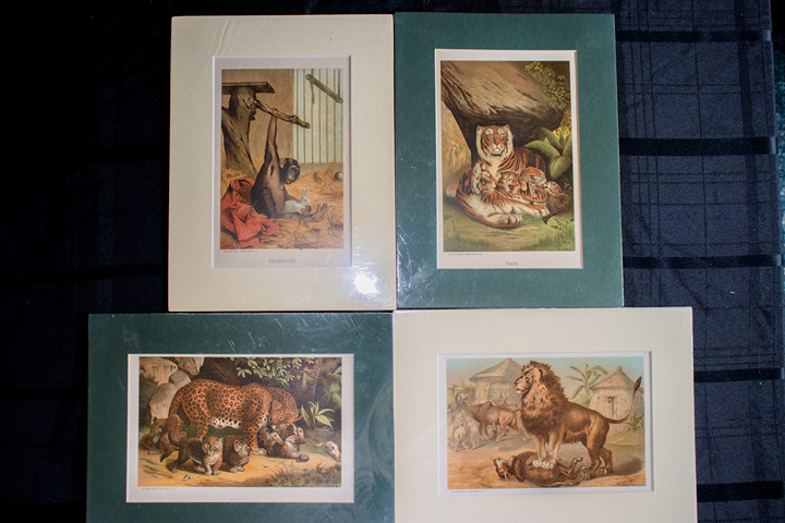 4 Chromolithograph Prints Selmar Hess & L. Prang 1890s Lion Tiger Chimp Leopard