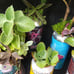 Beer can garden Upcycled plant in can. Too many different plants to count with r