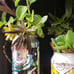 Beer can garden Upcycled plant in can. Too many different plants to count with r
