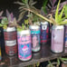 Beer can garden Upcycled plant in can. Too many different plants to count with r