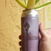 Beer can garden Upcycled plant in can. Too many different plants to count with r