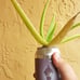 Beer can garden Upcycled plant in can. Too many different plants to count with r