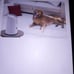 Automatic pet treat dispenser