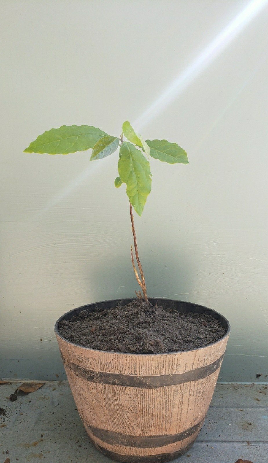 1 to 2 Yr Old Avocado Plants