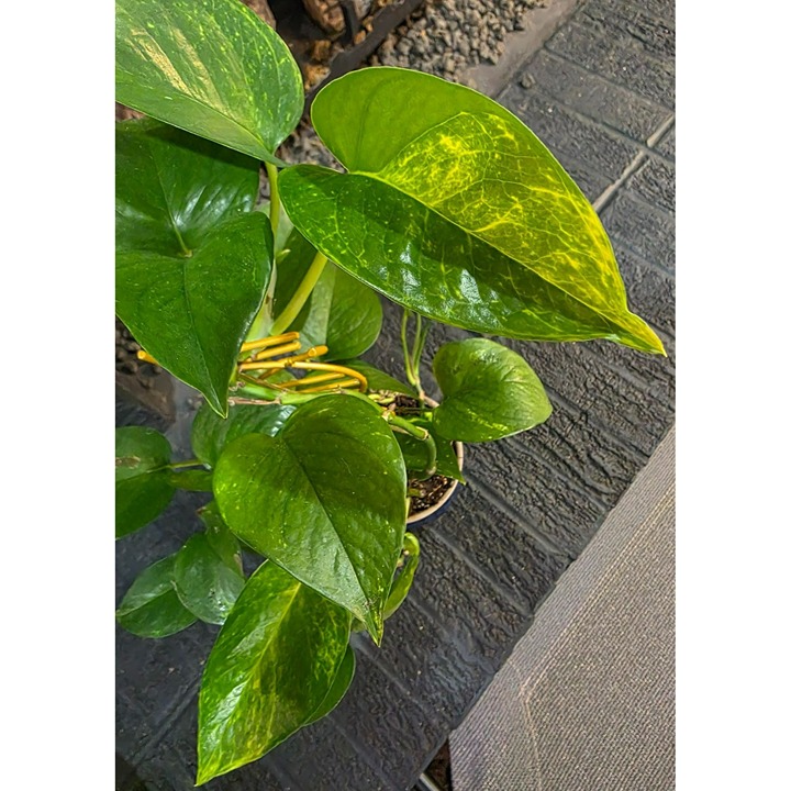 Mature Golden Pothos with beautiful ceramic planter and helix trellis
