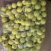 NEW 85 count gamma pressureless tennis balls
