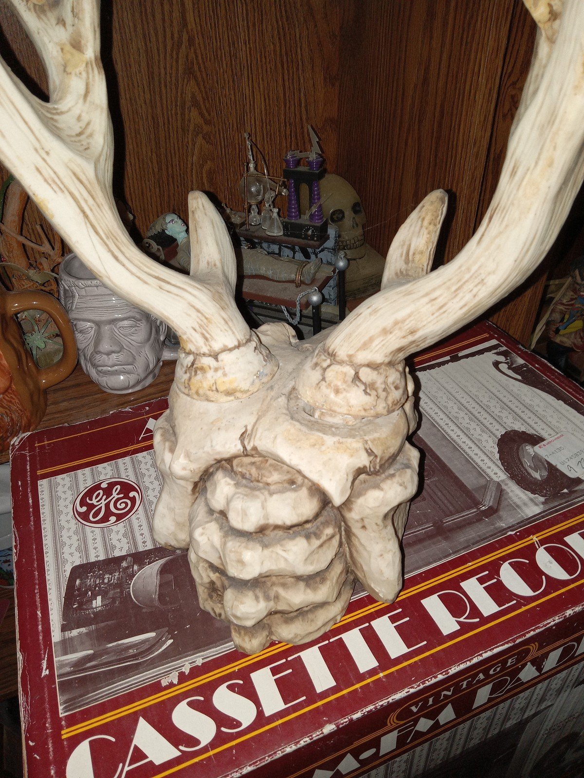 Deer skeleton head