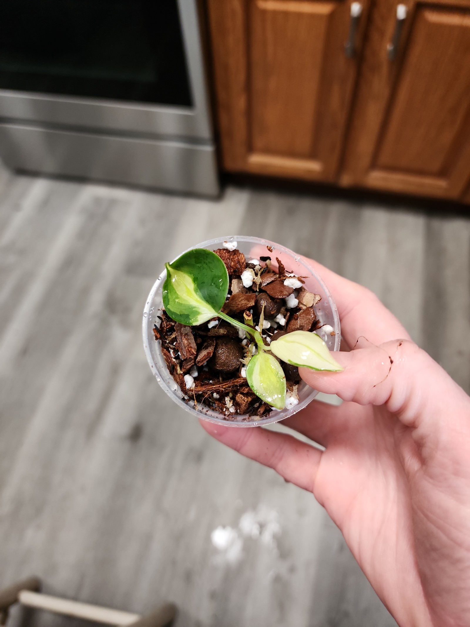 #2091 Philodendron Gabby