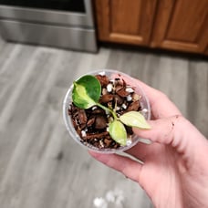 #2091 Philodendron Gabby