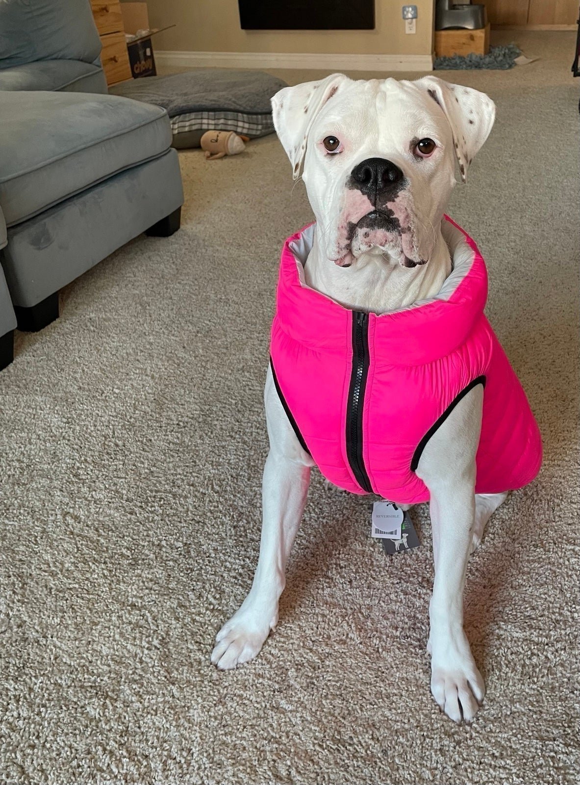 NWT L Sydney & Co London PINK neon puffer dog coat