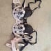 VS dream angels lingerie NWT!! 34B