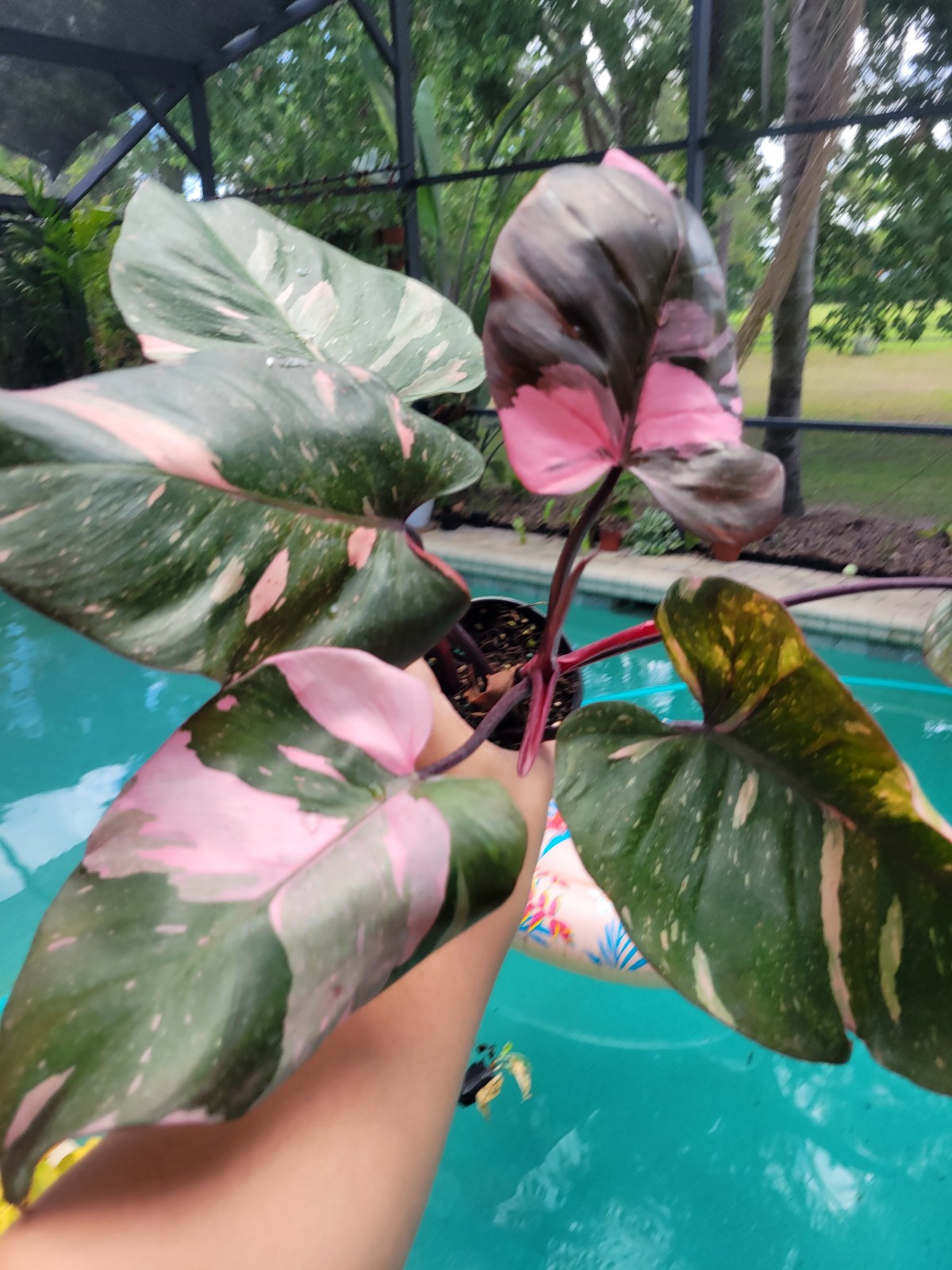 Monstera mint