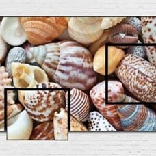 Still-Life Shells Modern Art