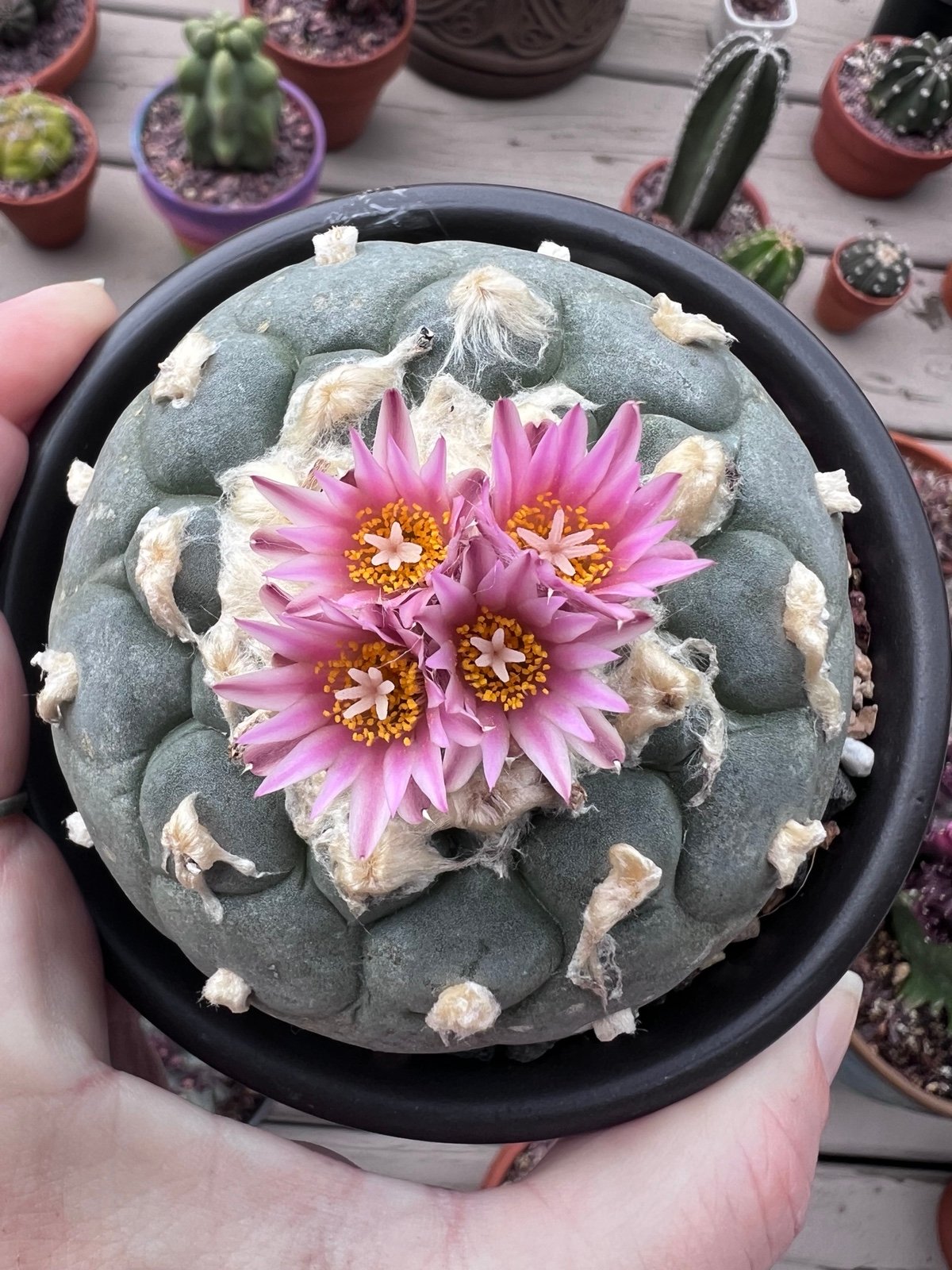 Large Rare Cactus