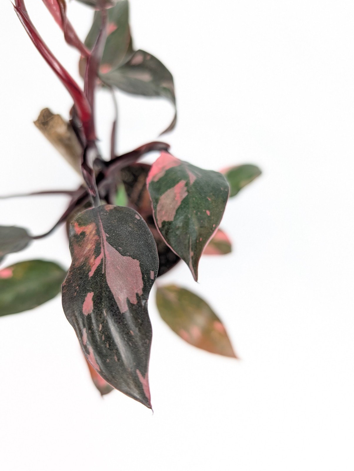 Philodendron Pink Princess Erubescens Live Plant 4 Inch Pot