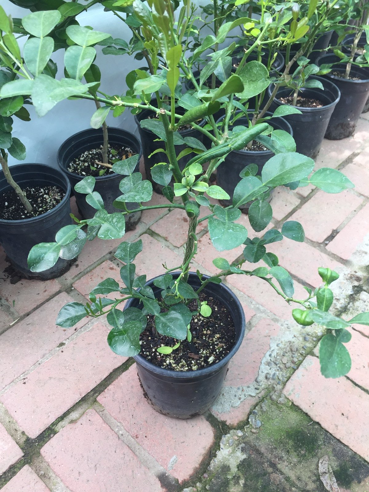 Ship in California only. Authentic kaffir lime plants grow from seeds