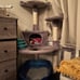 Cat Tree Condo