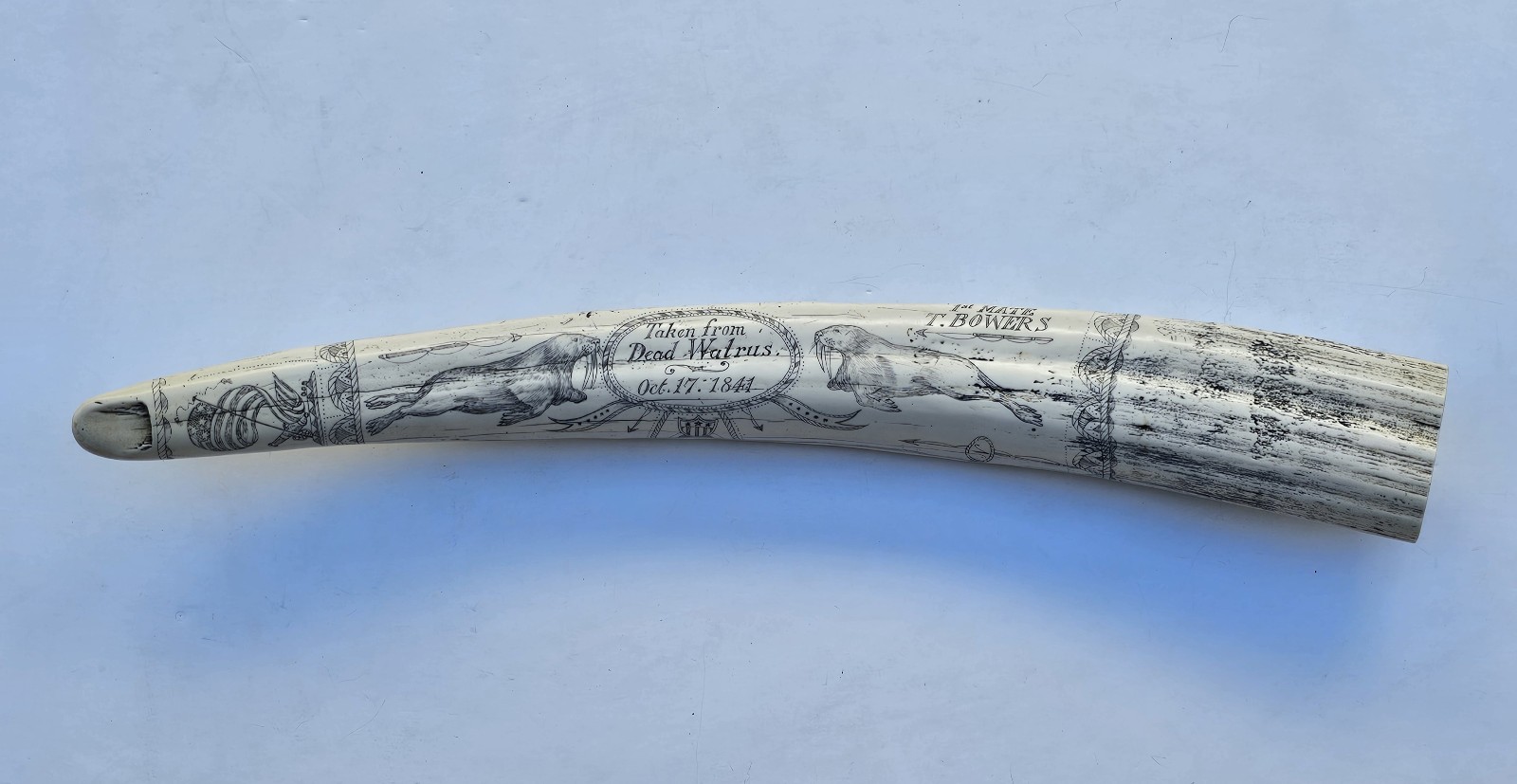 Large Scrimshaw Walrus Tusk Decor The Whaler Prince 21.5 Long