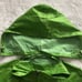 Vintage Green Seattle Sounders Rain Jacket