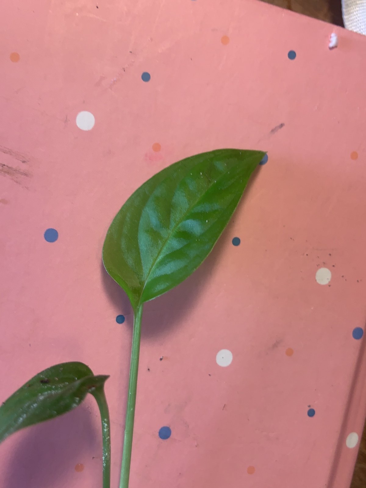 Monstera oblique noid