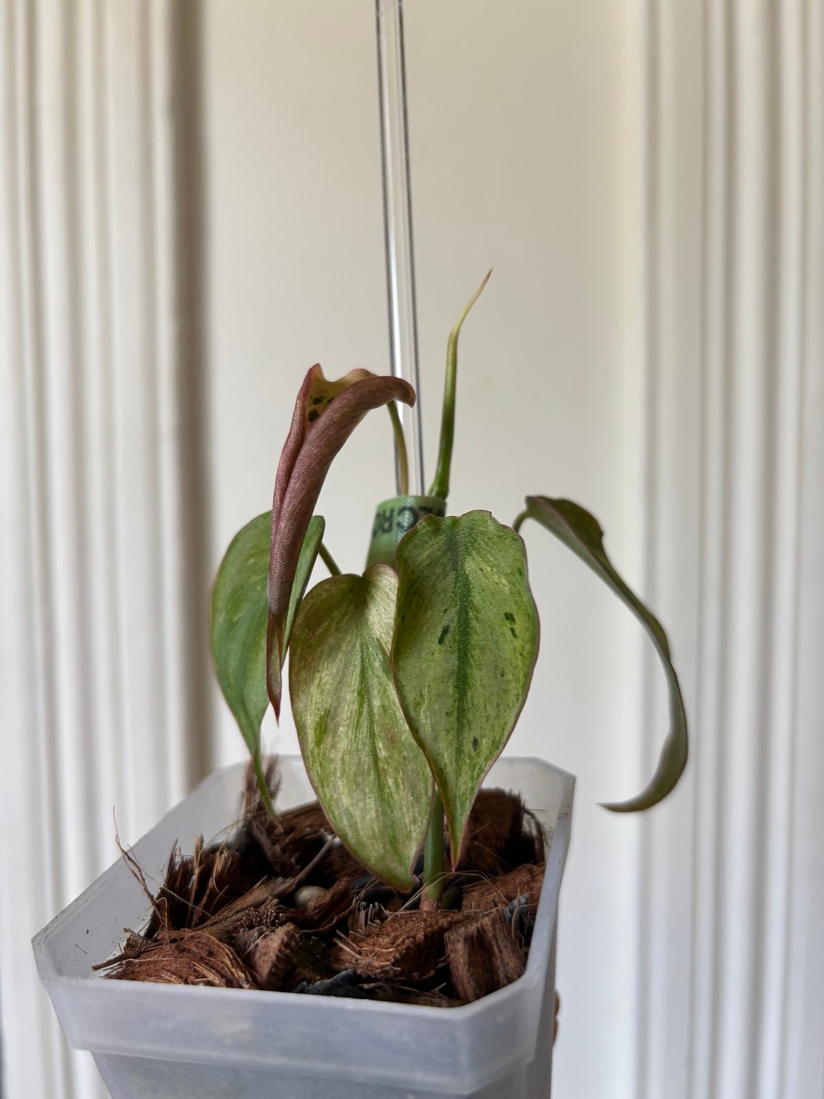 Philodendron Micans Mint Variegated