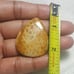 Fossil Coral Natural Gemstone Cabochon