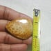 Fossil Coral Natural Gemstone Cabochon