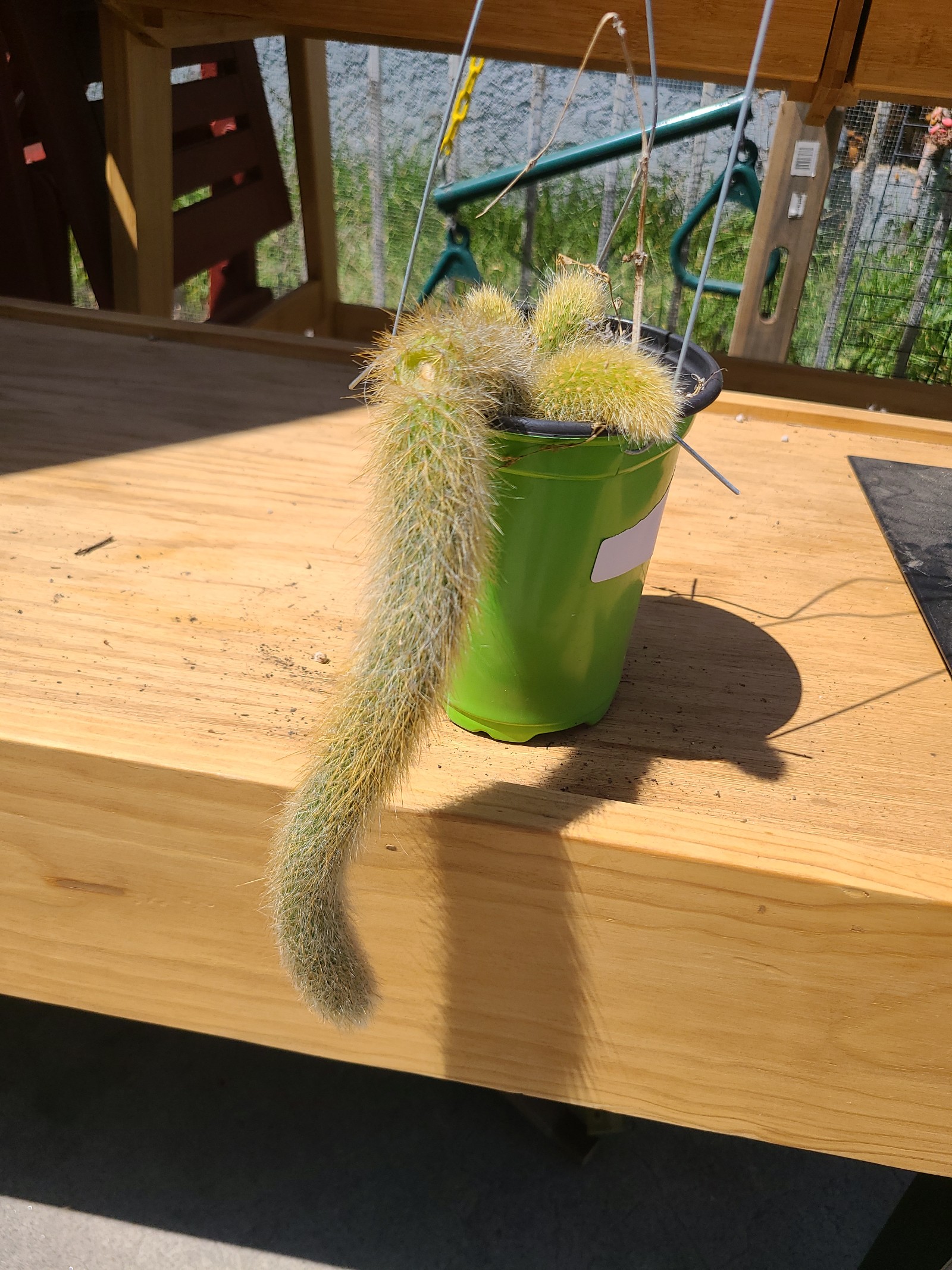 Monkeytail Cactus - Pluto