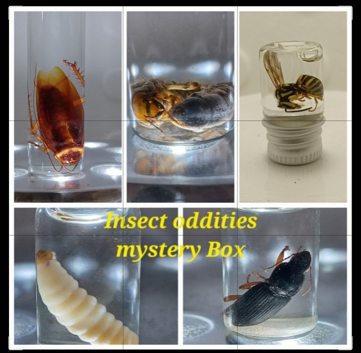 Insect oddity mystery box