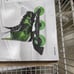 Skates